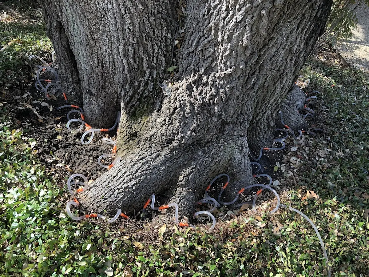 Detailed Tree Cabling and Bracing job site in Phoenix