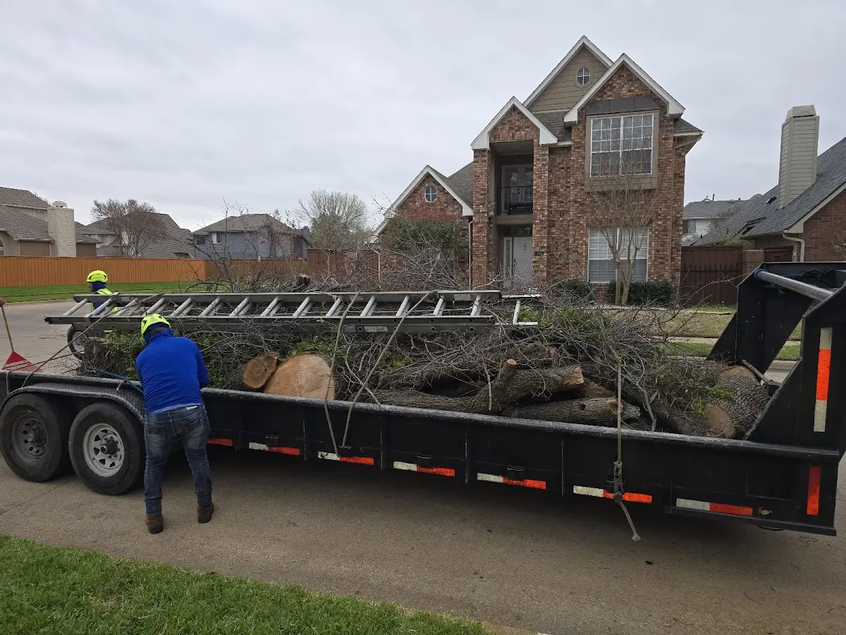 Expert Tree Removal with proper safety equipment in Phoenix